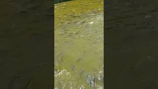 Fish farming in biofloc tanks bdfishinglife viral video fish [upl. by Asylem5]