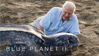 Protecting leatherback turtles  Blue Planet II Episode 7 Preview  BBC One [upl. by Yanej907]