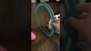 Lionhead rabbit jumping through a hoop [upl. by Nonarb]