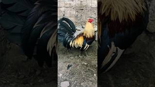 PUROS GALLOS FINOS PARATI SUSCRIBETE VIRAL [upl. by Rosie]