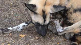 African Wild Dog having an itch male painted wolf scratching himself lycaon pictus London Zoo [upl. by Bucella]