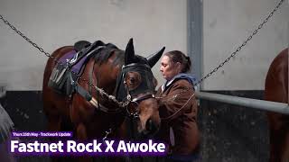 FASTNET ROCK x AWOKE colt stable update [upl. by Darsie]