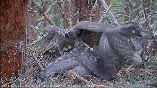 Goshawk Nest RSPB Loch Garten Scotland  Jastrzębie  🐥🌹🍀🐥🌹🍀🐥🌹🍀 Duży ptak na śniadanie 11072023 [upl. by Garling808]