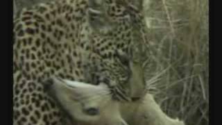 WildEarthTV Safari amp First Live Kill [upl. by Sherborne145]