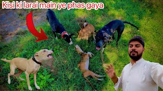 Larai kisi ki or phas koi gaya  Gultair Dogs  Punjabi Shok Vlogs  Pets Vlogs [upl. by Ibson]