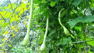 Zucchino Rampticante  Tromboncino Squash The most versatile and beautiful squash [upl. by Cardew]