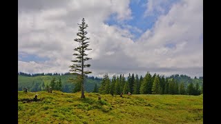 Himmelsstürmer Alpgärten Etappe 45 von Grasgehren nach Ofterschwang [upl. by Suneya757]