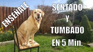 Enseña a tu Perro a Sentarse y Tumbarse en 5 min [upl. by Ardnuhsor]