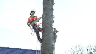 Arborist Rigging [upl. by Leiru]