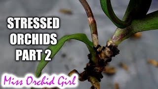 Rejuvenating stressed Orchids Part 2  Buried stem and stem rot [upl. by Ferrigno]