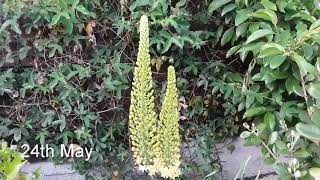 Eremurus Bungei Foxtail lilies coming into flower [upl. by Rafaelof]