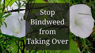 Stop Bindweed from Taking Over [upl. by Enoob]