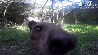 Small Carnivore September Fossa Runs Away With GoPro [upl. by Nalor]