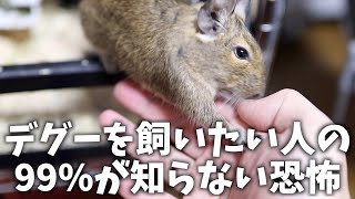 デグーを飼いたい人の99が知らない恐怖とは！？ [upl. by Bigg]