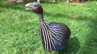 Vulturine Guineafowl sings [upl. by Amoreta]