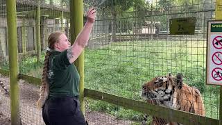 Tiger Feeding at Wingham Wildlife Park [upl. by Ahsienauq]