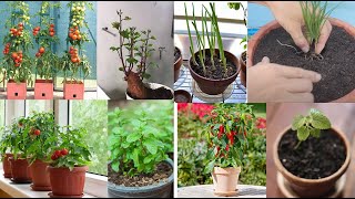 10 loại rau này trên ban côngtrồng 1 chậu ăn quanh nămPlant a pot that can be eaten all year round [upl. by Hayne]