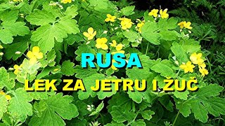 RUSA  LEK Za JETRU i ŽUČ [upl. by Kinney514]