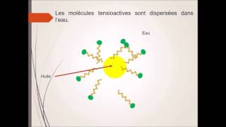 Formation des micelles [upl. by Lu]