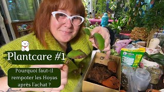 PLANTCARE 1🌿Rempotage de Hoyas  POURQUOI estil mieux de les rempoter après lachat [upl. by Sparhawk197]