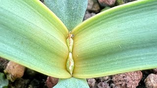 Welwitschia mirabilis 6 months old 🌱 [upl. by Aiduan14]