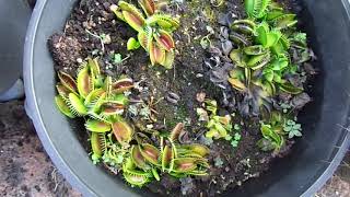 Comparing Venus fly traps that get dormancy in the refrigerator to the ones left outdoors [upl. by Jorin]