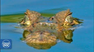 Orinoco Basin Venezuela  Full Documentary [upl. by Revned945]