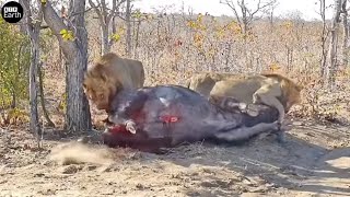 Male Lion Attack Big Prey and Eat Alive  Animal Fighting  ATP Earth [upl. by Faber]