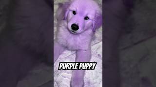 Golden Retriever Purple Puppy 2 [upl. by Zeuqirdor179]