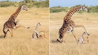 Giraffe vs Lion [upl. by Ailefo]