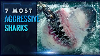 The 7 Most Aggressive Sharks in the World  Terrifying [upl. by Thorfinn]