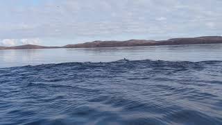 harp seals in frobisher bay [upl. by Tereb]