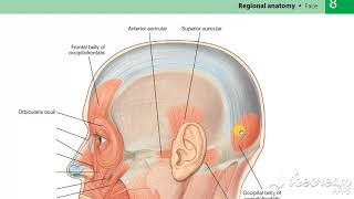 Occipito frontalis muscle [upl. by Ronica]