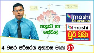 Grade 04 lesson  01  4 වසර පරිසරය පාඩම් මාලාව  01  පැළෑටි හා ගස්වැල්  Imashi Education [upl. by Nielsen]