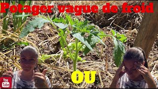 Potager VAGUE de FROID  Je continue ou pas  🤔 [upl. by Laehcar4]