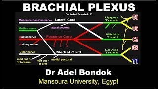 Brachial Plexus Dr Adel Bondok [upl. by Enael]