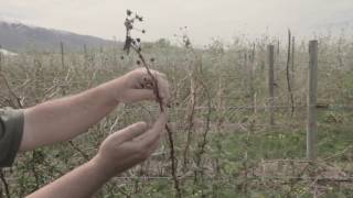 How to Prune Raspberries [upl. by Maryjane]