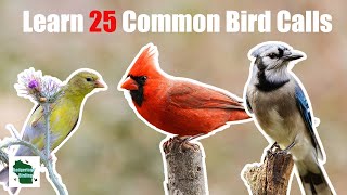 Learn 25 Common Backyard Bird Calls Central and Eastern United States [upl. by Acirema]