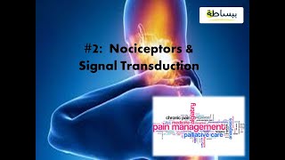 Nociceptors amp Pain Signal Transduction [upl. by Nwahsel]