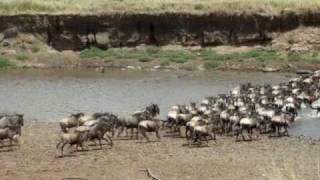 Wildebeest crossing Mara river [upl. by Dremann]