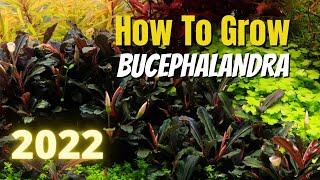 How to Grow Bucephalandra in 2022 [upl. by Tiffie]