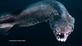 The Frilled Shark is One Frightening Fish [upl. by Mulloy587]