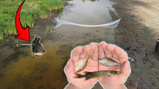 I Netted THOUSANDS of Stranded Fish From This Evaporating PUDDLE [upl. by Luelle]