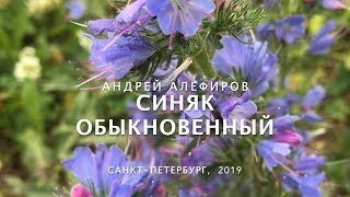 Синяк обыкновенный Алефиров АН [upl. by Akimrej449]