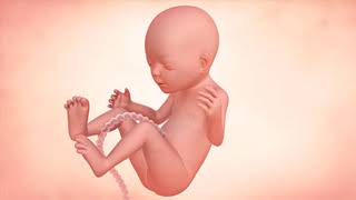 Fetal Development Week by Week Overview [upl. by Nee]