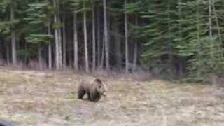 Bear Crossing Highway [upl. by Joiner370]