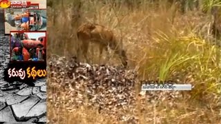 Nallamala Forest Animals Facing Water Crisis  Nalgonda [upl. by Viking]