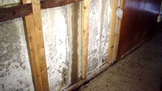 Efflorescence in the Basement Causes and Solutions  Ask the Expert  Lowcountry Foundation Repair [upl. by Gabbi]