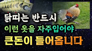 닭띠는 이런 옷을 자주 입으면 재물운이 크게 상승합니다  닭띠 운세 [upl. by Ellivro]