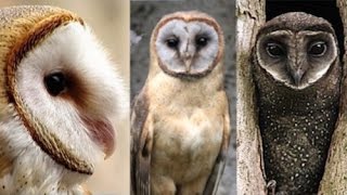 Calls of Various Tyto Owls [upl. by Killion513]